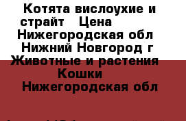 Котята вислоухие и страйт › Цена ­ 2 500 - Нижегородская обл., Нижний Новгород г. Животные и растения » Кошки   . Нижегородская обл.